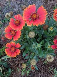 Image result for Gaillardia pulchella