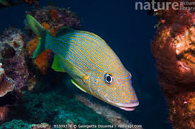 Image result for Haemulon sciurus