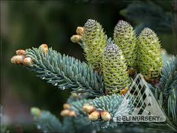 Attēlu rezultāti vaicājumam “Abies”