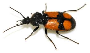 Attēlu rezultāti vaicājumam “Panagaeus cruxmajor”