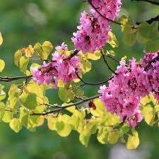 Attēlu rezultāti vaicājumam “Cercis siliquastrum”