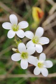 Attēlu rezultāti vaicājumam “Saxifraga granulata flower”