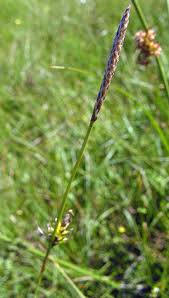 Attēlu rezultāti vaicājumam “Carex hostiana”