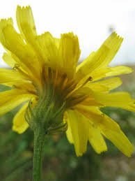 Attēlu rezultāti vaicājumam “Crepis tectorum flower”