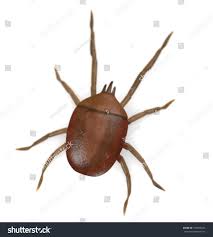 Attēlu rezultāti vaicājumam “Bryobia praetiosa”