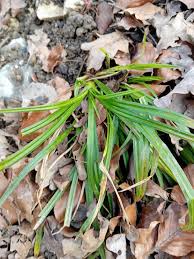 Attēlu rezultāti vaicājumam “Carex sylvatica”