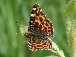 Attēlu rezultāti vaicājumam “Araschnia levana upperside”