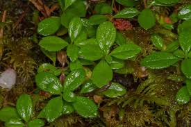Attēlu rezultāti vaicājumam “Linnaea borealis leaf”