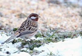 Image result for Emberiza leucocephalos