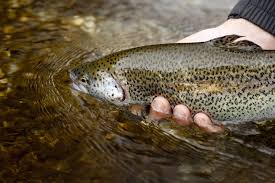 Image result for Salmo pellegrini