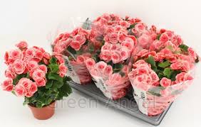 Image result for Бегония Элатиор 12х22 4601887072423