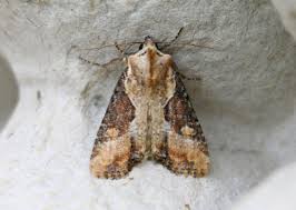 Attēlu rezultāti vaicājumam “Apamea ophiogramma”