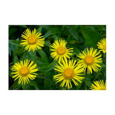 Attēlu rezultāti vaicājumam “Inula salicina bud”