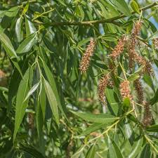 Attēlu rezultāti vaicājumam “Salix x fragilis”