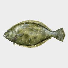 Image result for Paralichthys lethostigma