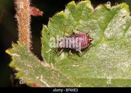Attēlu rezultāti vaicājumam “Deraeocoris ruber imago”