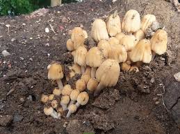 Attēlu rezultāti vaicājumam “Coprinus micaceus”