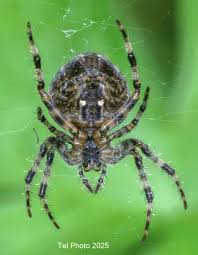 Attēlu rezultāti vaicājumam “Araneus diadematus juvenile”