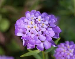 Image result for Iberis umbellata