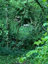 Image result for Ashcombe Valley Archers