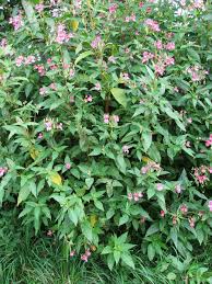 Attēlu rezultāti vaicājumam “Impatiens glandulifera flower”