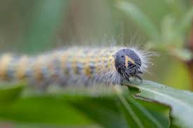 Attēlu rezultāti vaicājumam “Phalera bucephala imago”