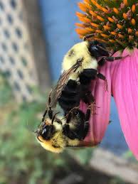 Attēlu rezultāti vaicājumam “Bombus”