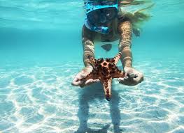 Image result for St. Albans Snorkelling Club (SASC)