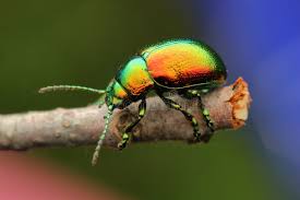 Attēlu rezultāti vaicājumam “Chrysolina fastuosa”