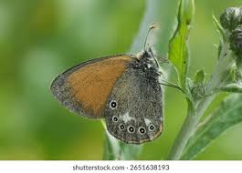 Attēlu rezultāti vaicājumam “Coenonympha glycerion underside”