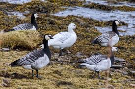 Attēlu rezultāti vaicājumam “Branta leucopsis”