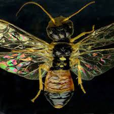 Attēlu rezultāti vaicājumam “Tenthredo campestris female”