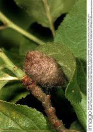 Attēlu rezultāti vaicājumam “Euproctis similis imago”