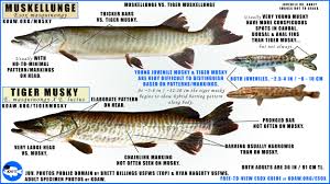 Image result for Esox masquinongy