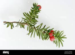 Attēlu rezultāti vaicājumam “Taxus baccata fruit”