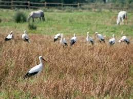 Attēlu rezultāti vaicājumam “Ciconia ciconia”