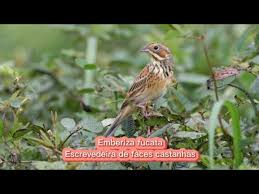 Image result for Emberiza fucata