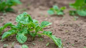 Attēlu rezultāti vaicājumam “Solanum tuberosum leaf”
