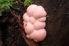 Attēlu rezultāti vaicājumam “Lycogala asperum”