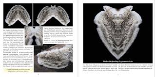 Attēlu rezultāti vaicājumam “Oxyporus corticola”