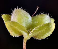 Attēlu rezultāti vaicājumam “Veronica persica fruit”
