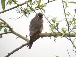 Image result for Herts Falcons