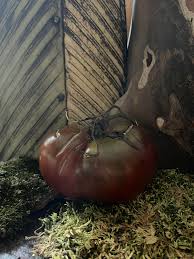 Afbeeldingsresultaat voor debarro black tomato