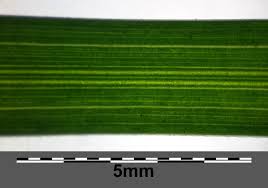 Attēlu rezultāti vaicājumam “Poa nemoralis leaf”