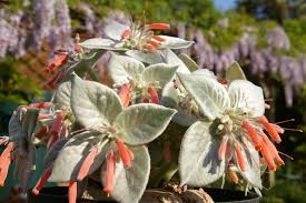 Image result for Sinningia