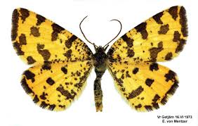 Attēlu rezultāti vaicājumam “Pseudopanthera macularia”