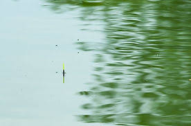 Image result for Bideford and District Angling Club