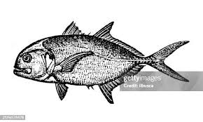 Image result for Caranx hippos