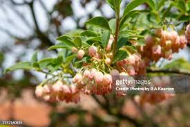 Attēlu rezultāti vaicājumam “Enkianthus campanulatus flower”