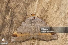 Attēlu rezultāti vaicājumam “Pelurga comitata”